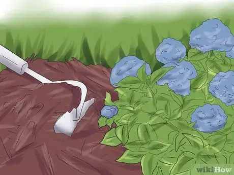 Image titled Mulch Hydrangeas Step 11