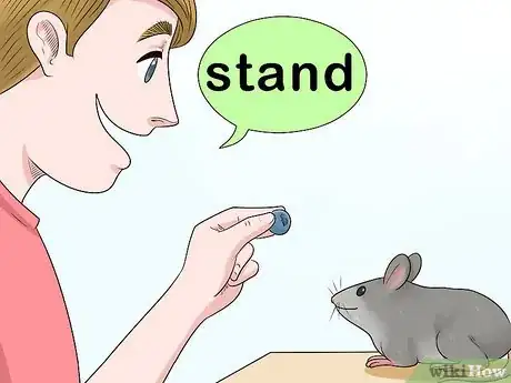 Image titled Train a Rat to Stand on Its Hind Legs Step 7