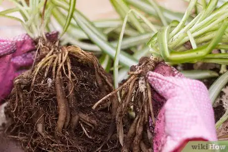 Image titled Divide a Spider Plant Intro