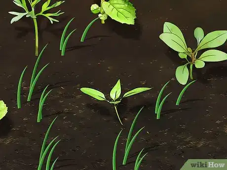Image titled Grow Wildflowers Step 16