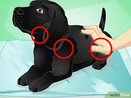 Image titled Give Your Dog a Massage Step 12