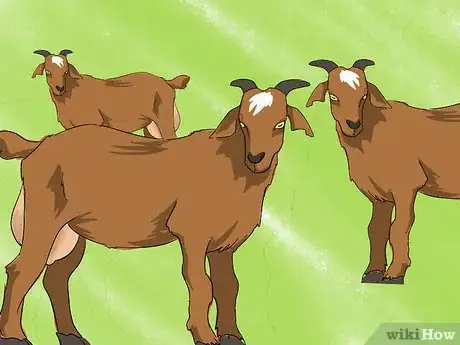 Image titled Spot a Good Milker (Goats) Step 8