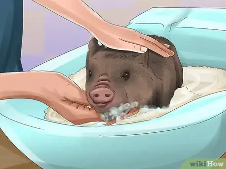 Image titled Have a Potbellied Pig for a Pet Step 17