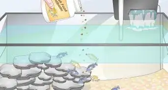 Care for Mbuna Cichlids