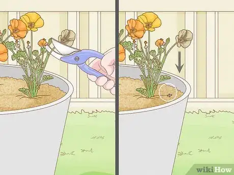 Image titled Grow California Poppies Step 6