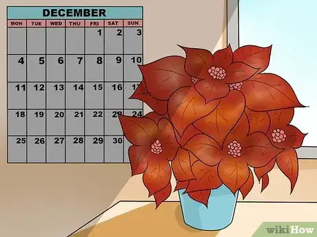Image titled Grow Poinsettia Step 17