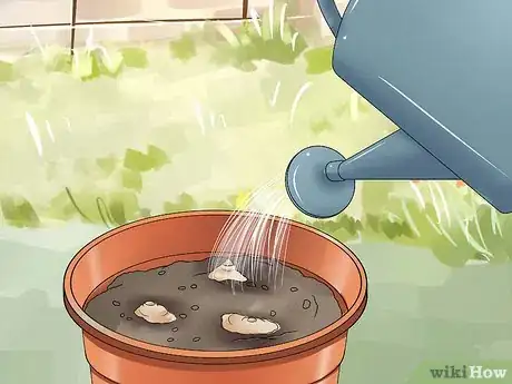 Image titled Grow a Ginger Plant Step 7