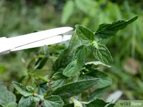 Image titled Grow Catmint from Cuttings Step 2