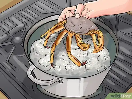 Image titled Clean Dungeness Crab Step 2