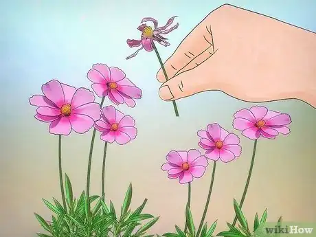 Image titled Grow Cosmos Flowers Step 10