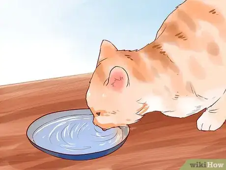 Image titled Care for American Longhair Cats Step 6