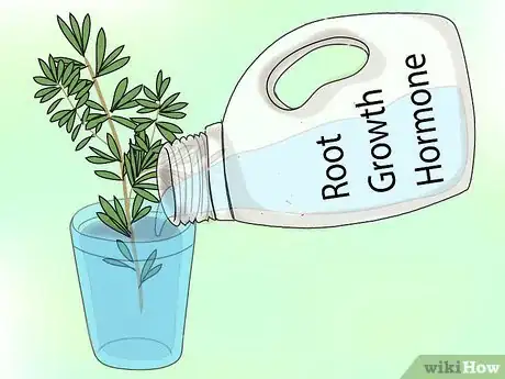 Image titled Propagate Grevilleas Step 2