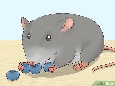 Image titled Train a Rat to Stand on Its Hind Legs Step 5