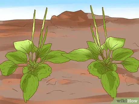 Image titled Harvest Plantain Leaves Step 1