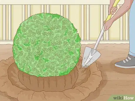 Image titled Remove Overgrown Shrubs Step 3