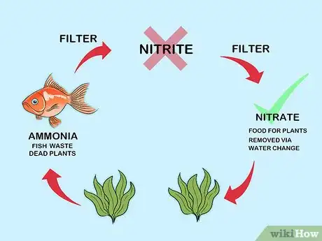 Image titled Ensure Your Pet Fish Are Healthy Step 2