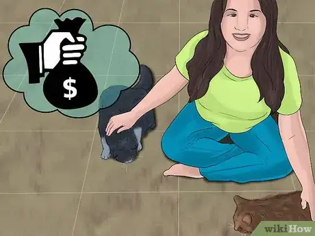Image titled Budget for a New Cat Step 10