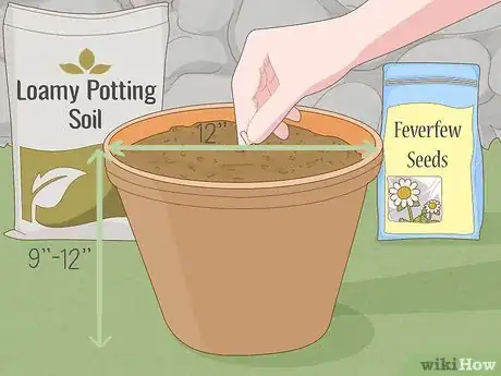 Image titled Grow Feverfew Step 3