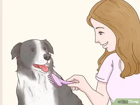 Image titled Choose a Border Collie Step 9