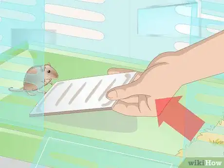 Image titled Groom a Gerbil Step 5
