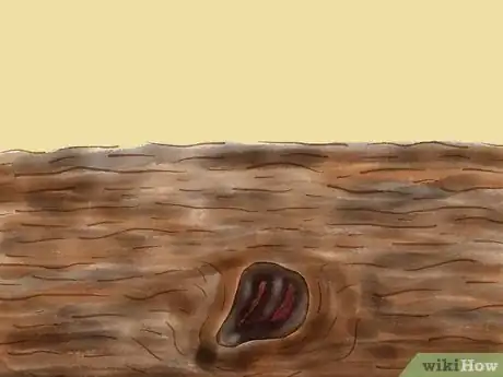 Image titled Grow Redwoods from Seed Step 6