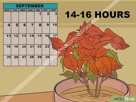 Image titled Grow Poinsettia Step 16