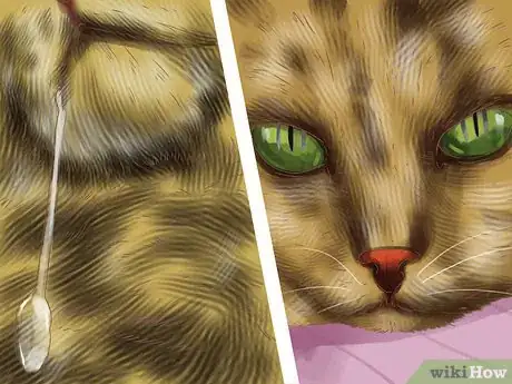 Image titled Diagnose Cytauxzoonosis in Cats Step 7