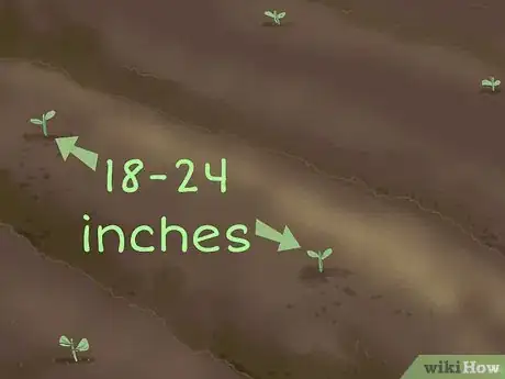 Image titled Grow Seedless Watermelons Step 10