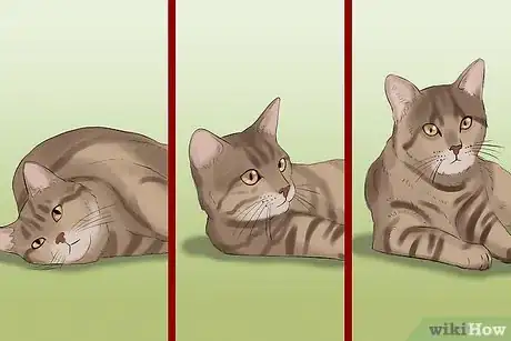 Image titled Take Photos of Adoptable Cats Step 9