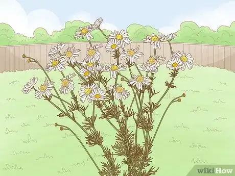 Image titled Harvest Chamomile Step 1