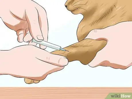 Image titled Diagnose High Thyroid Levels in a Cat Step 9