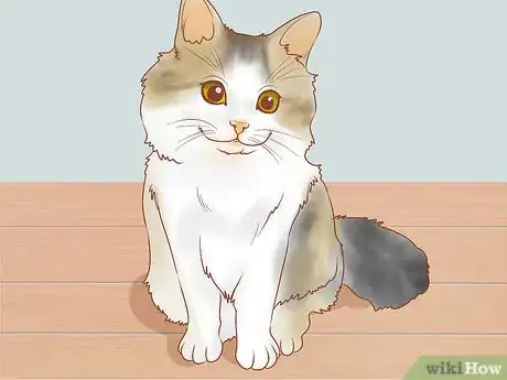 Image titled Choose Between Getting a Kitten or Adult Cat Step 8