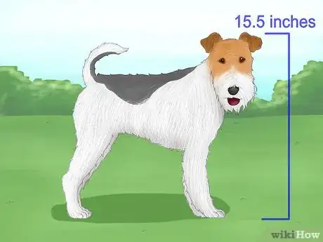 Image titled Identify a Wire Fox Terrier Step 1
