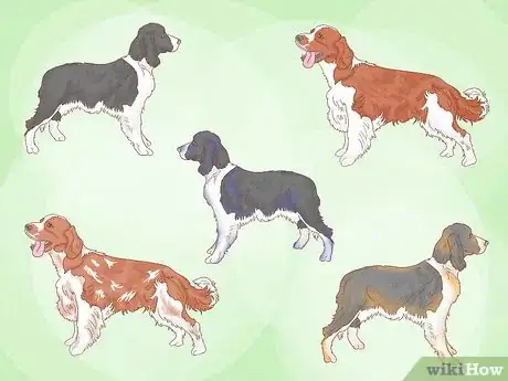 Image titled Identify an English Springer Spaniel Step 8