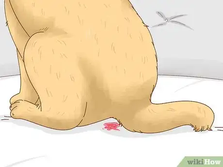 Image titled Know When to Breed Your Dog Step 5