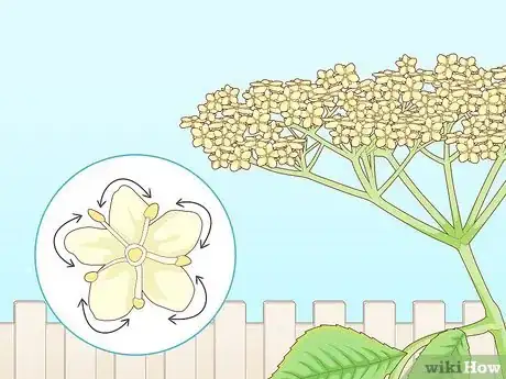 Image titled Identify Elderflower Step 8