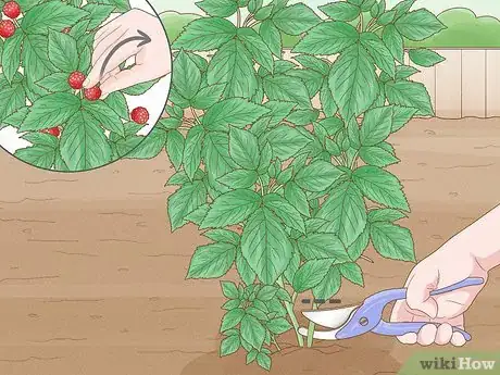 Image titled Prune Red Raspberries Step 4