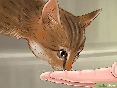 Image titled Give Serotonin (5 Ht) Agonists to a Cat Step 7