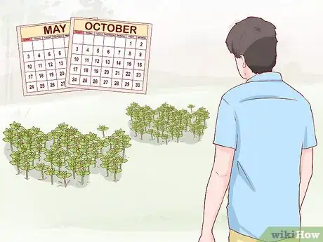 Image titled Harvest Chickweed Step 1