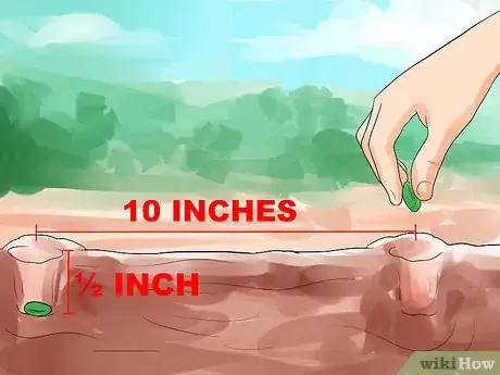 Image titled Grow Nasturtiums Step 5