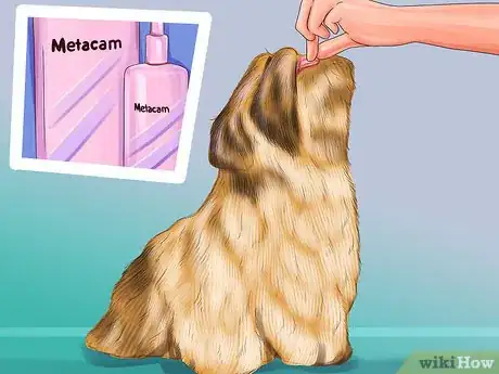 Image titled Treat Patellar Luxation in Shih Tzus Step 6