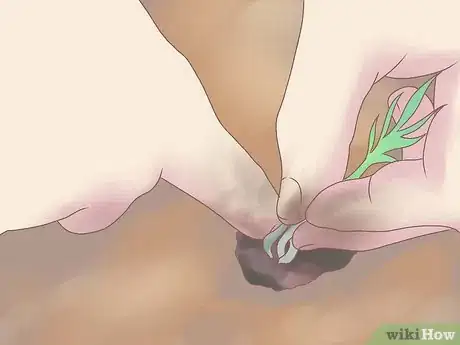 Image titled Grow Ferns Step 7