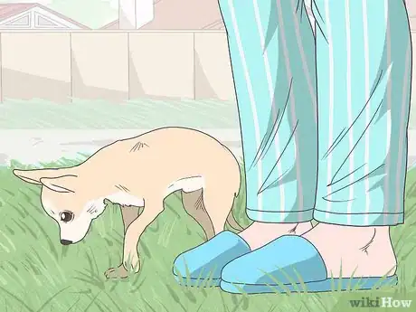 Image titled Train Chihuahuas Step 7