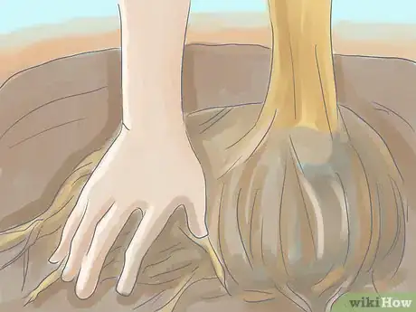 Image titled Plant Bradford Pear Trees Step 14