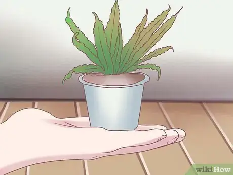 Image titled Grow Ferns Step 9