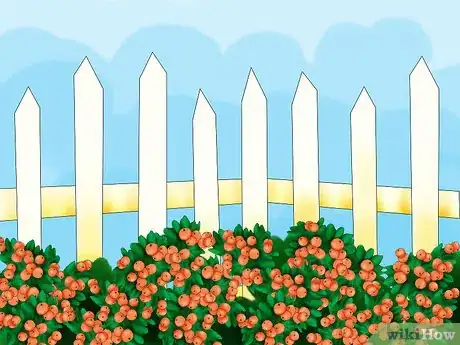 Image titled Plant Pyracantha Step 05