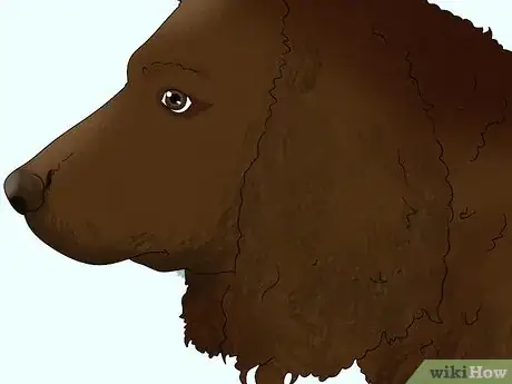 Image titled Identify an American Water Spaniel Step 3