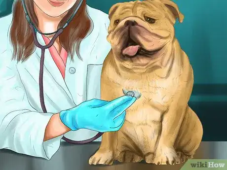 Image titled Prepare for Breed Specific Health Problems in Dogs Step 1