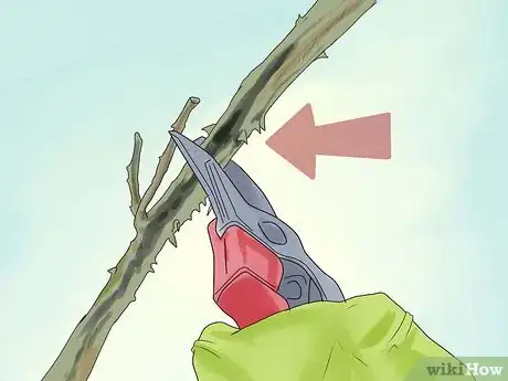Image titled Prune Drift Roses Step 9