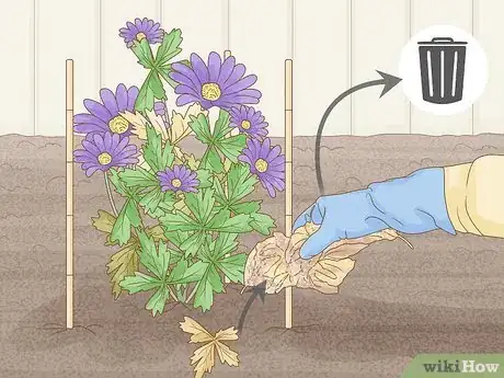 Image titled Plant Anemone Corms Step 16